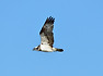물수리 (형산강)