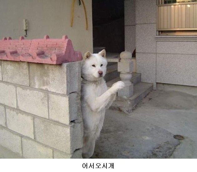 복 이미지