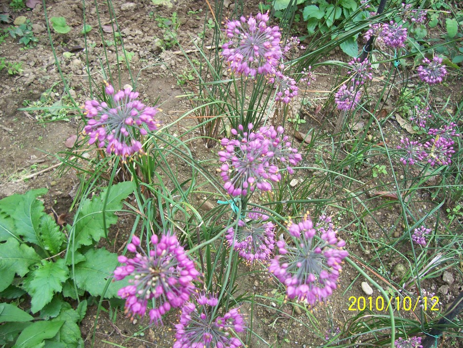 산부추 이미지