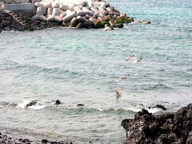 이호해변 이미지