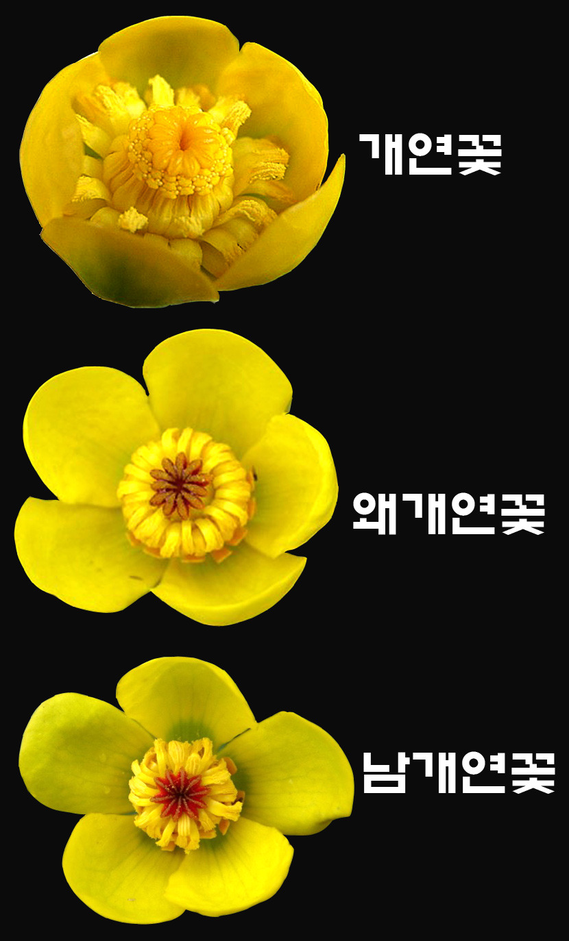 개연,왜개연,남개연