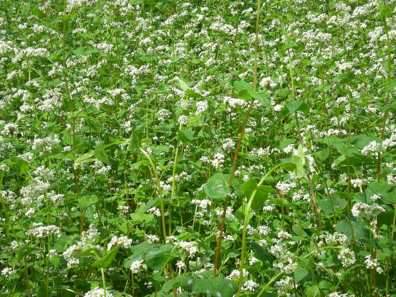 메밀꽃 한밭 가득.