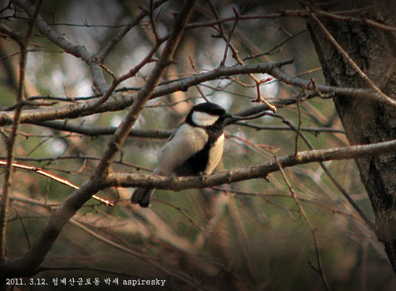 2011.4.16 화악산에서 만난 조류들..(호랑지빠귀,진박새)