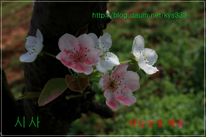 나주 하늘농장 무농약 나주배 인공수분 체험 배꽃축제를 찾아서...2012. 4월.