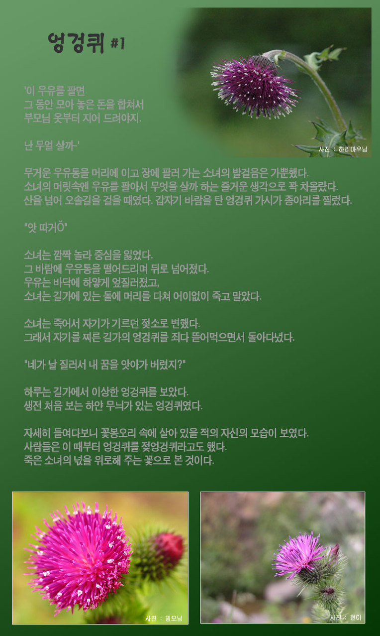 엉겅퀴꽃 이야기 