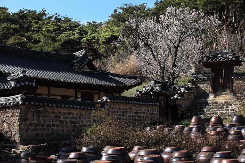 明齋古宅梅(명재고택매)