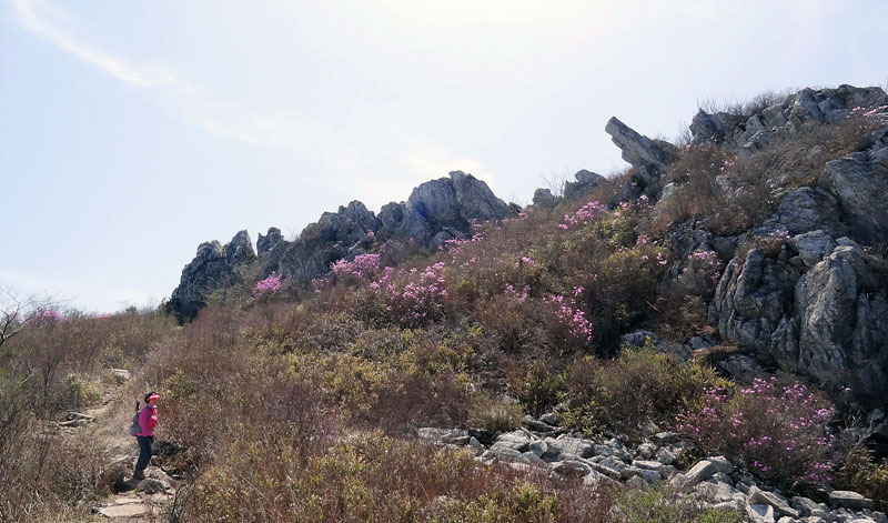 진달래의 최고봉 주작산