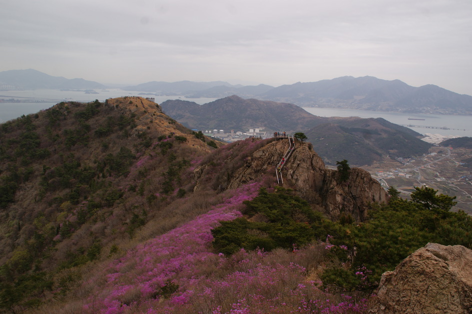 여수 영취산의 화사한 진달래에 마음을 내려 놓다(15.4.4)