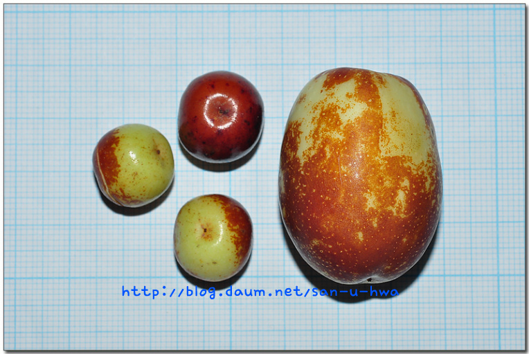 묏대추  /  대추나무