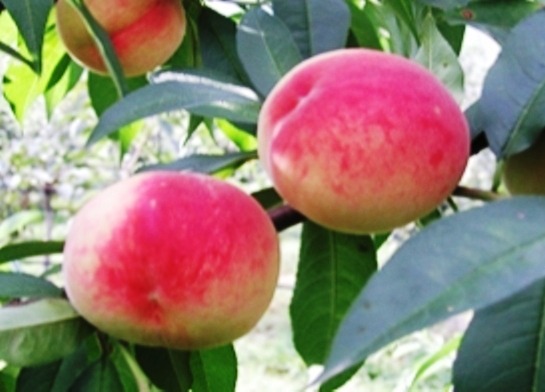 232B733455C895881B0ACD