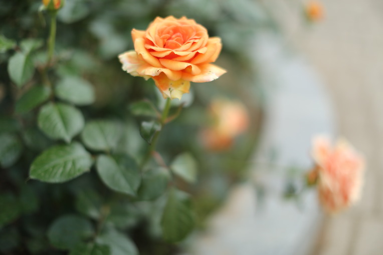 김춘수 시인의 "꽃"과의 대화