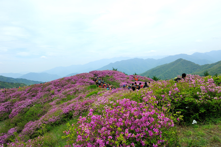 지리산  바래봉에는 꽃보다 사람이 더 많았다.