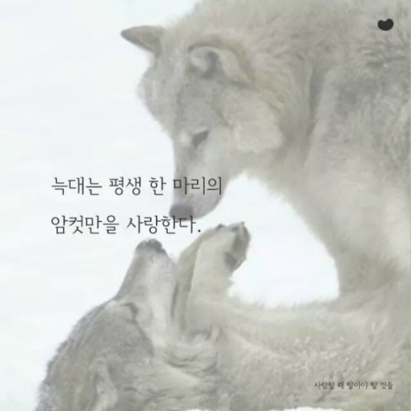 늑대 같은 남자를 만나야겠다~ *^^*