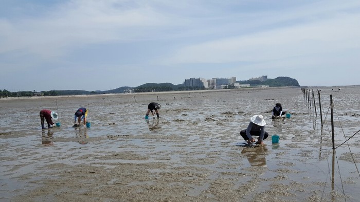 태안진산 갯벌체험장 ~ 옛집 황토방 펜션 !! 