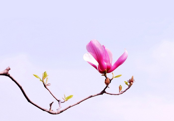 당신도 꾳처럼 아름답게 흔들려 보세요/이해인 수녀님