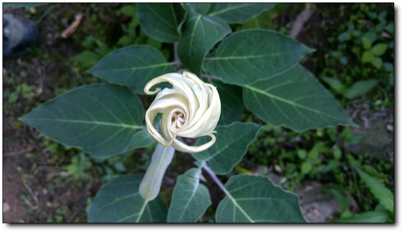 이 아침, 나팔꽃이 말을 건다~!!