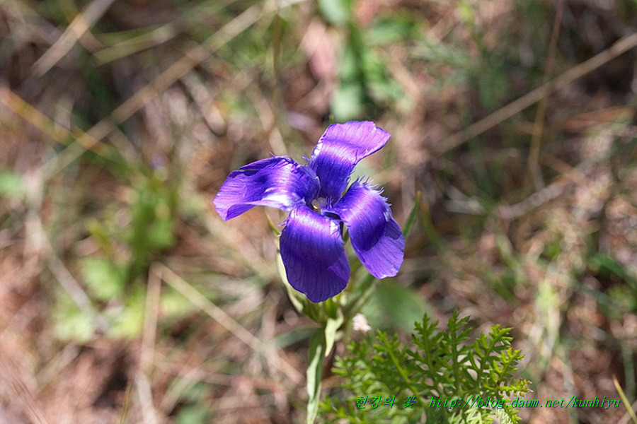 수염용담(꼬인용담)-한강의 꽃