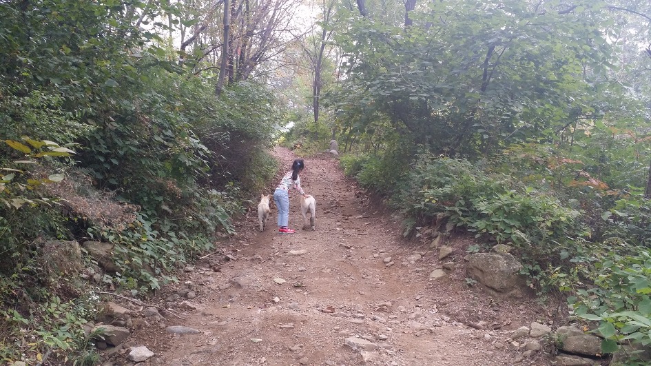 대를 이어 수목원 길안내를 하는 대견한 백구들