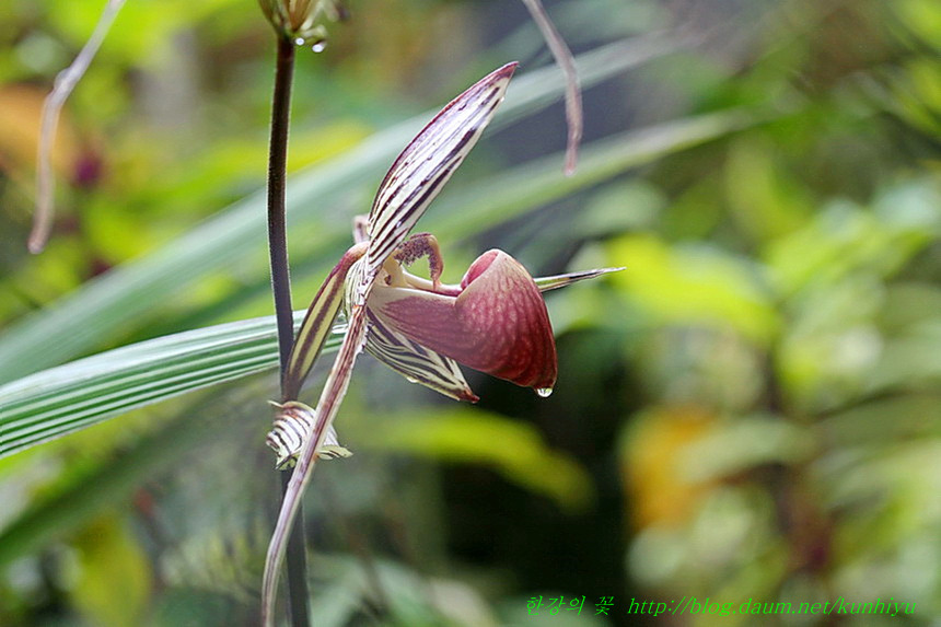 Paphiopedilum rothschildianum-한강의 꽃