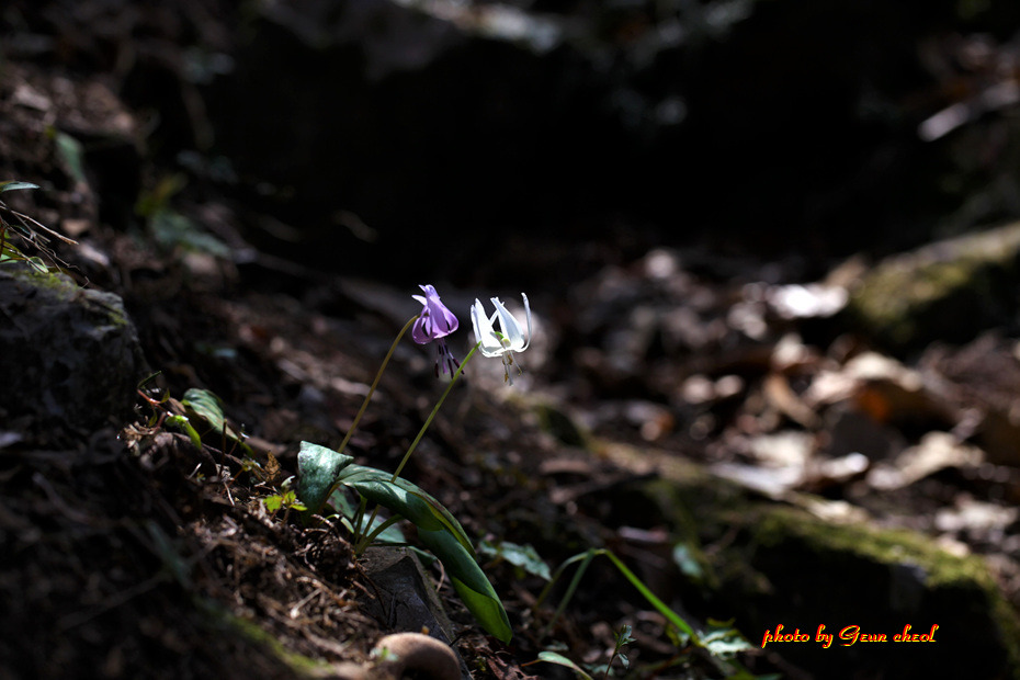 얼레지..2019.03.22