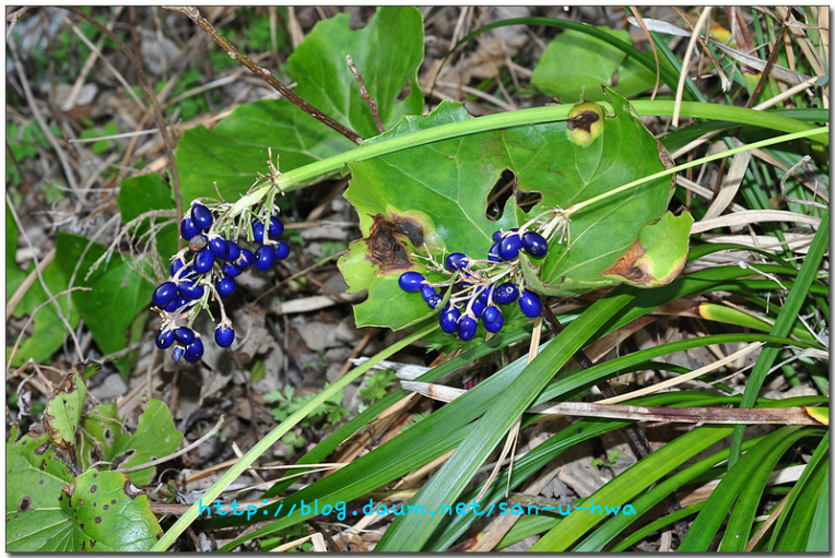 맥문아재비 (열매)