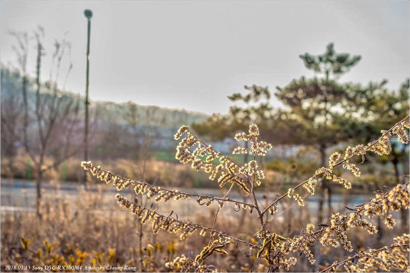 [창릉천변에 살고 있는 겨울 식생들....2018.01.15.]