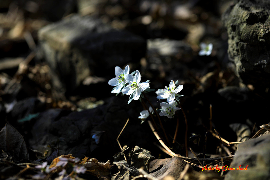 변산바람꽃..2019.02.24