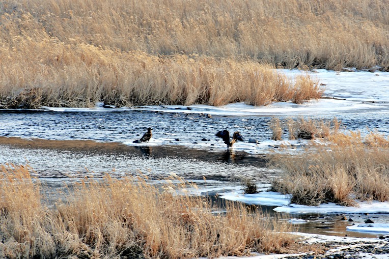 흰꼬리수리 (천연기념물 제243-4호, White-tailed Eagle)유조