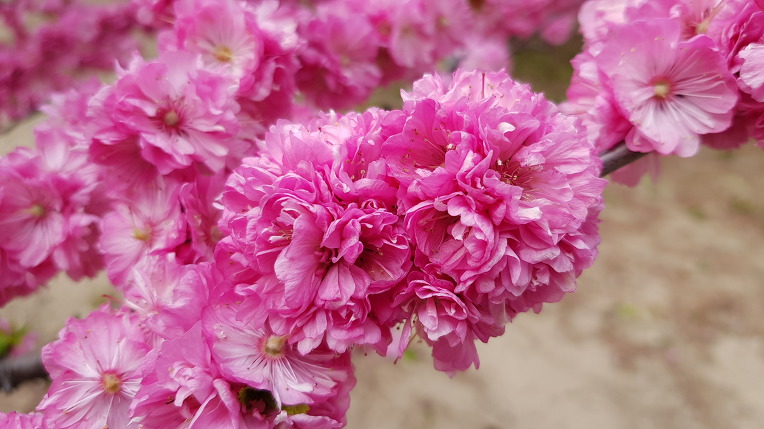 대구 중구 국채보상운동기념공원에 한국 원산지 연분홍색꽃 순수토종 풀또기(민첩홍옥매),꽃,효능.  