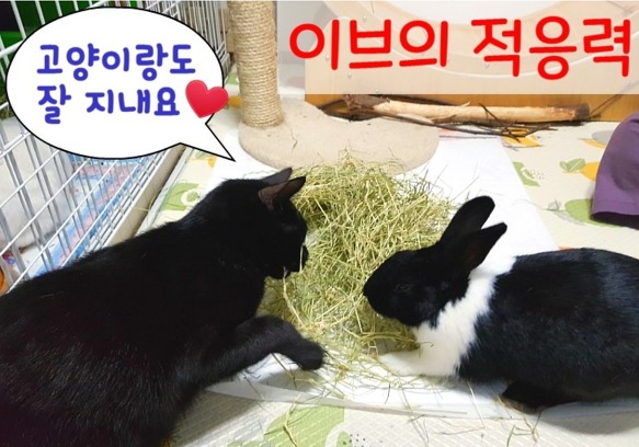 토끼 이브의 행복한 입양기^^