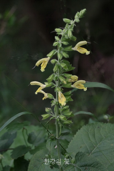 셀비어 글루티노사(Salvia glutinosa)