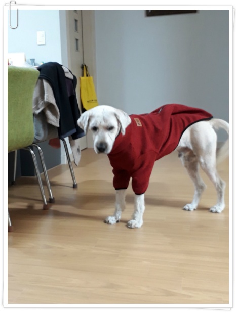 (여주게스트하우스 산새랑) 우리집 지킴이