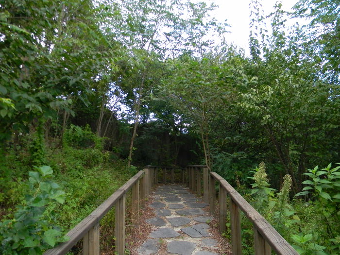 겸재 정선이 그린 한양전경의 현장, 선희궁터 뒤쪽 전망대 (서원소정터, 청운동 중국굴피나무)