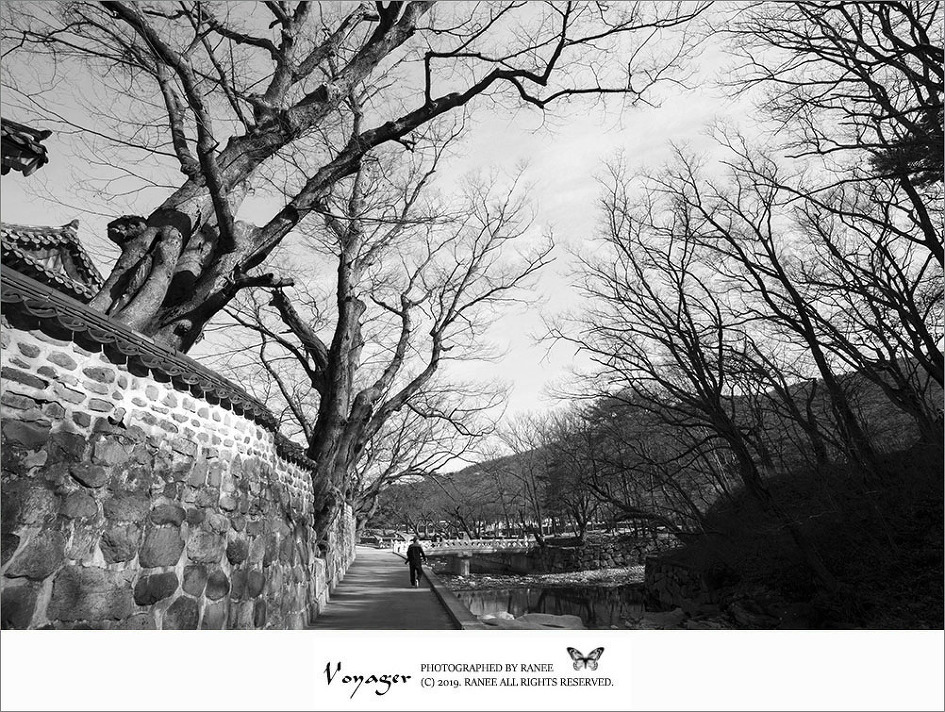 [양산] 통도사에서 자장매, 만첩 홍매, 분홍매와 힐링의 시간을...