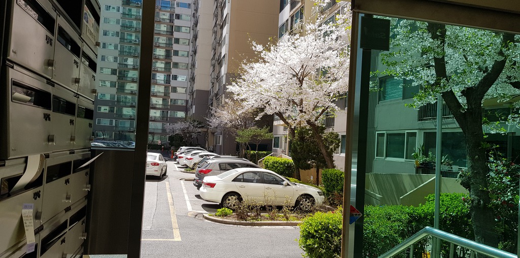 벚꽃이 한창이네!