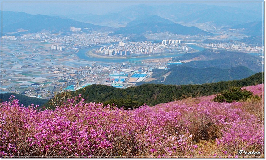 진달래꽃 철쭉꽃 필 때를 기다리며