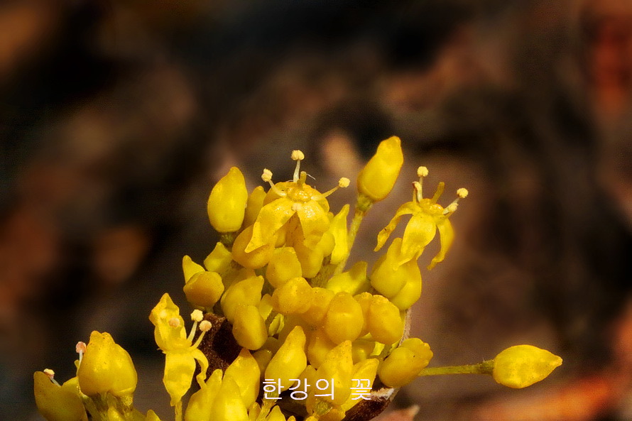 산수유나무