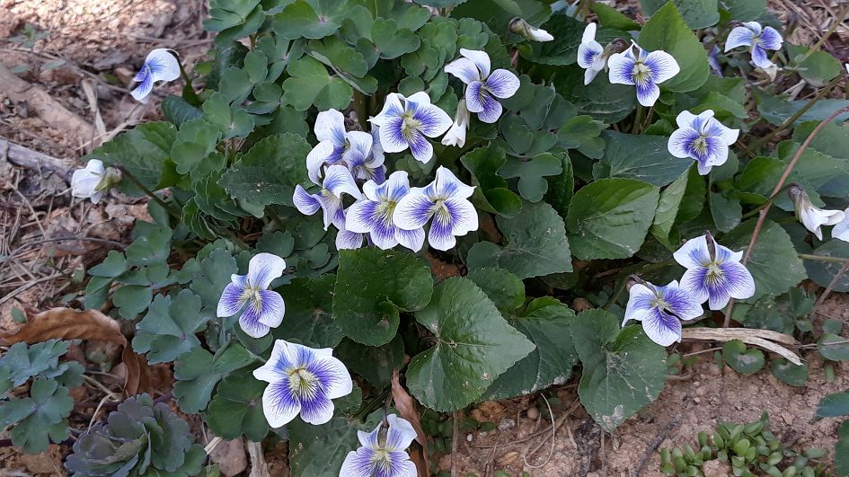 심학산, 파주