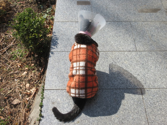대장님, 위성 접시로 봄볕 수렴중(피처링 목걸이)