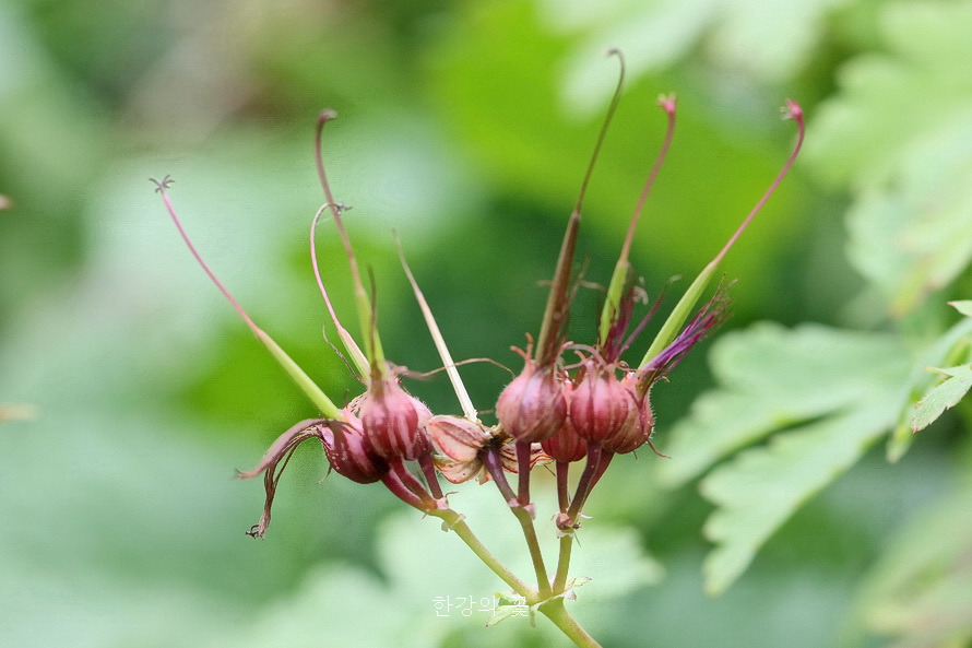 제라늄 마크로리줌(Geranium macroorrhizum)