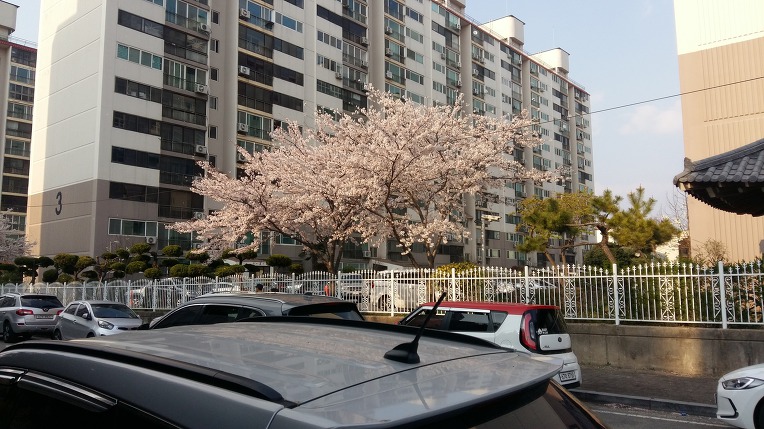 순천 아름다운 벗꽃 길