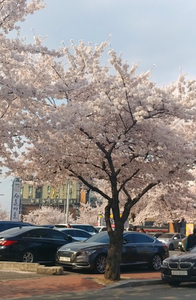 벚꽃이 흐드러진 동촌 유원지...