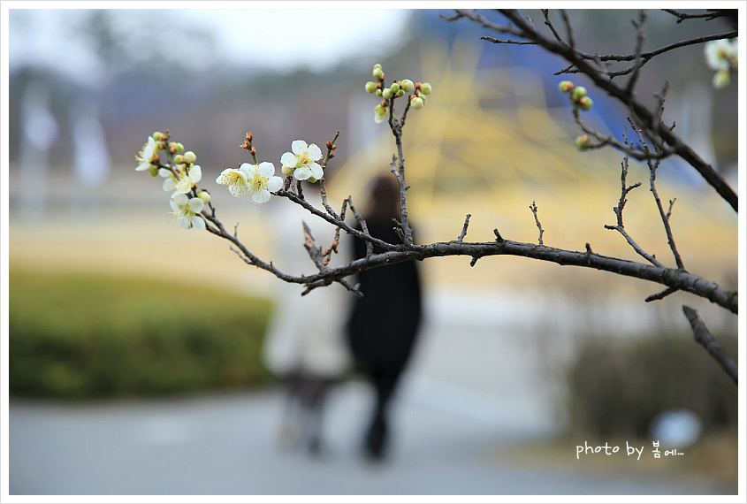 매화... 2019, 03, 15
