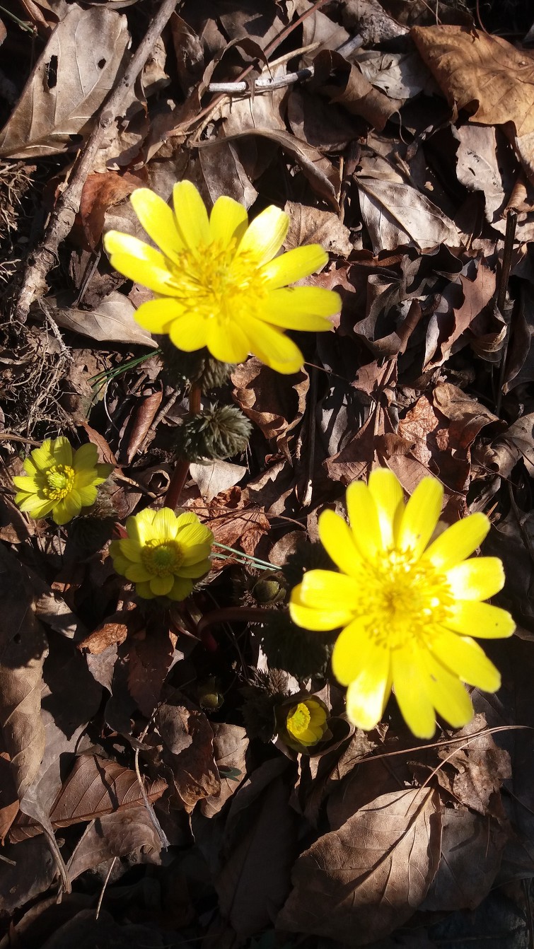 노루귀와 복수초,산수화  (3월 26일,28일 )