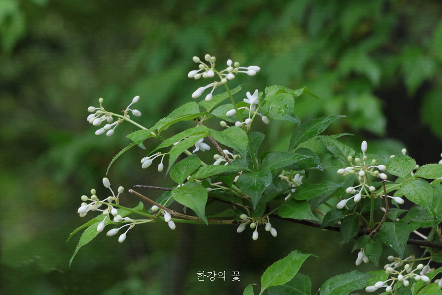 고추나무