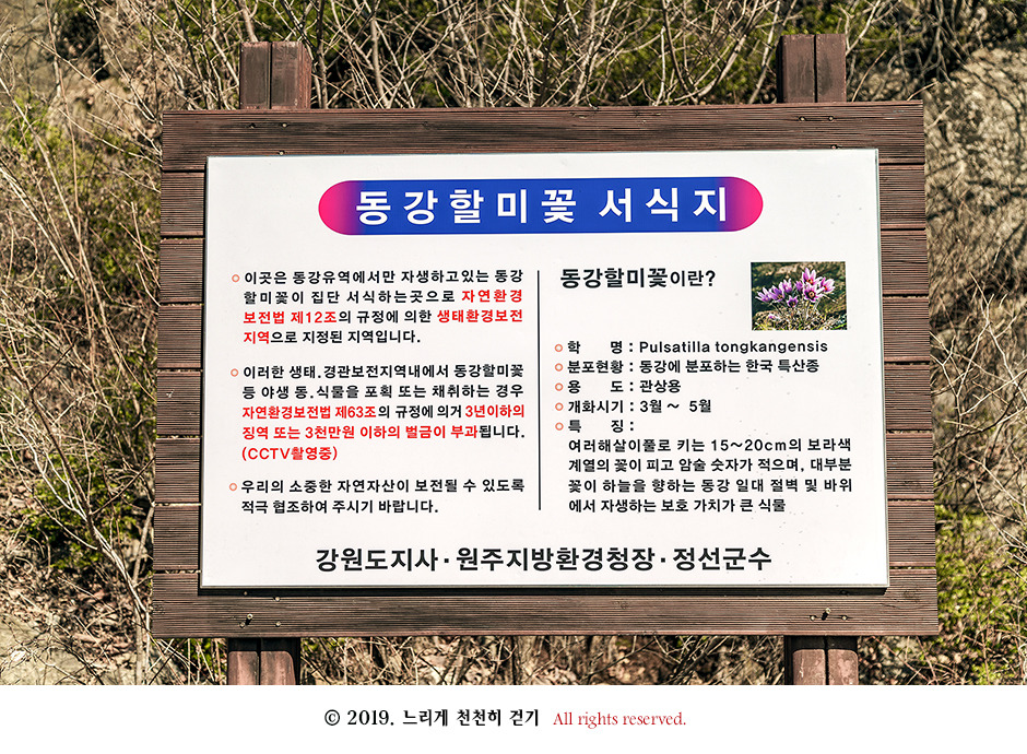 동강 생태체험관 앞 너른 바위에 피어있는 동강할미꽃