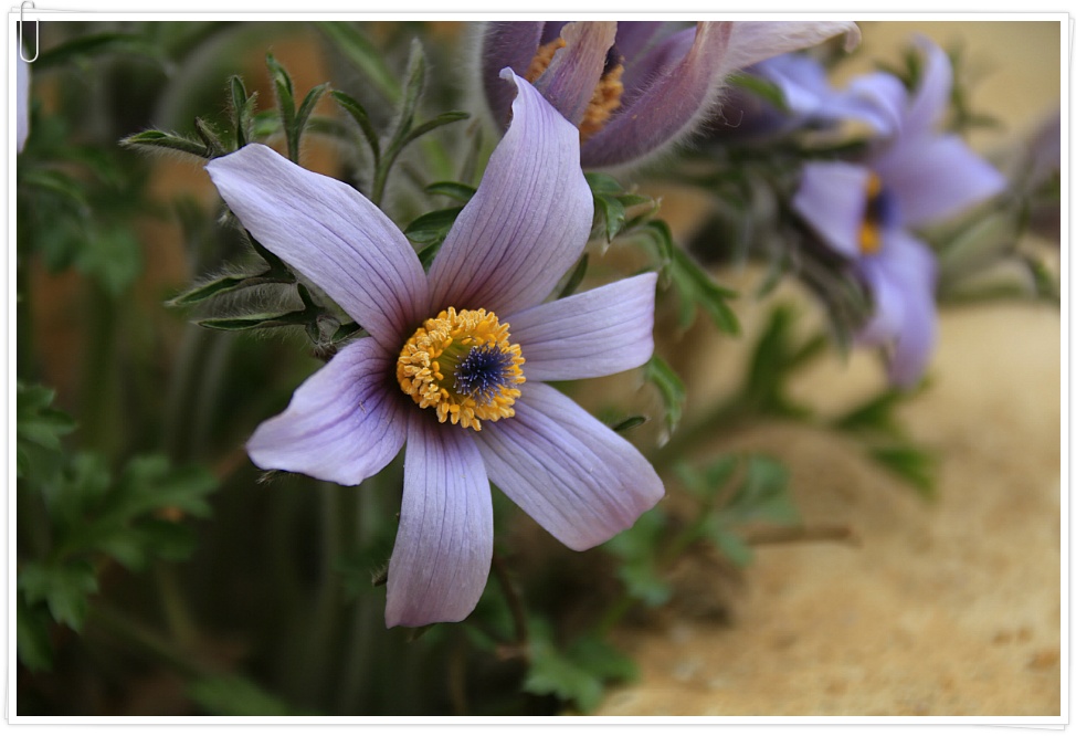 동강 할미꽃 ....  2019 . 3.23