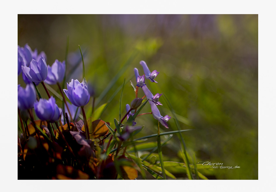 깽깽이풀