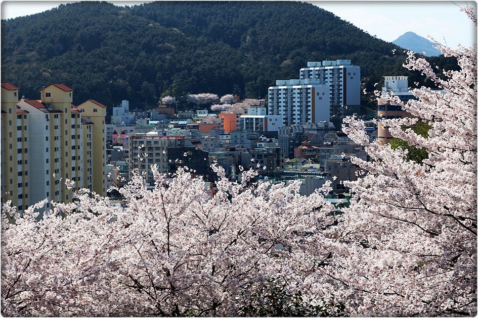 장승포 해안도로 벚꽃 풍경