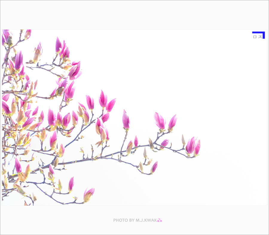 목련꽃은 피고...